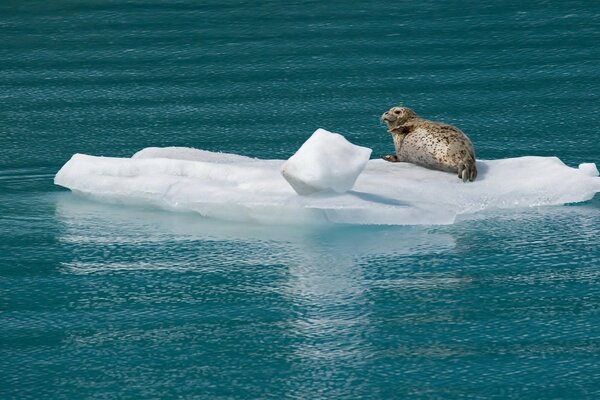 Le phoque solitaire se trouve sur la banquise