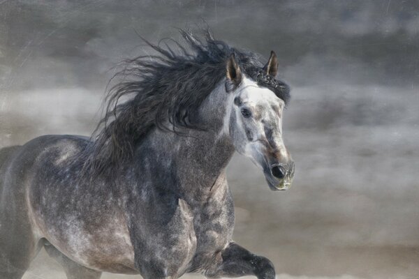 Il cavallo grigio corre al galoppo