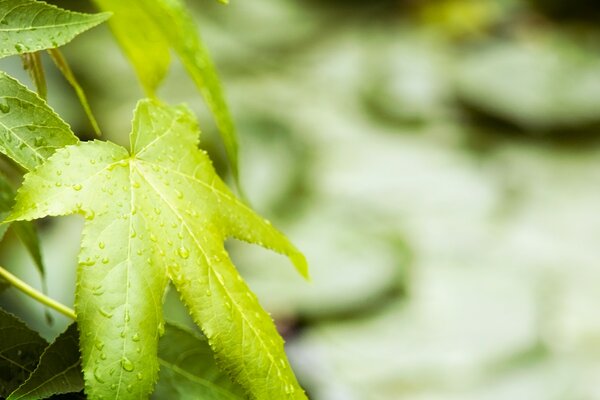 La hoja verde como símbolo de la vida