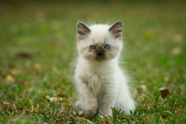 Siamesische flauschige Katze sitzt im Gras