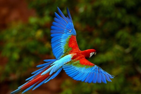 Flying beautiful big parrot