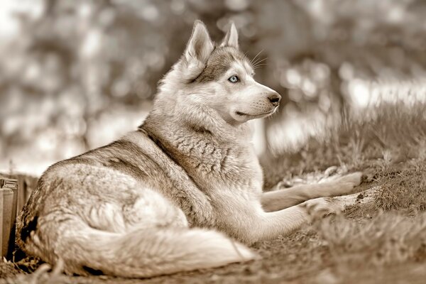 Husky siberiano con ojos azules