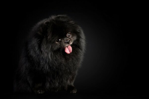 Black fluffy little dog on a dark background