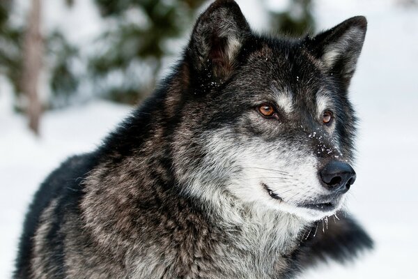 Schöner Wolf im Schnee