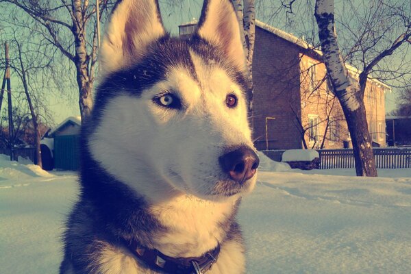 Immagine di un cane husky in una giornata invernale