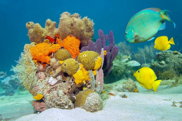 Schöner Meeresboden mit bunten Fischen