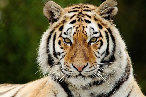 Rapace rayé jeune tigre