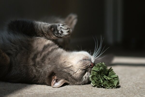 Gatto che gioca con il fiore sul pavimento