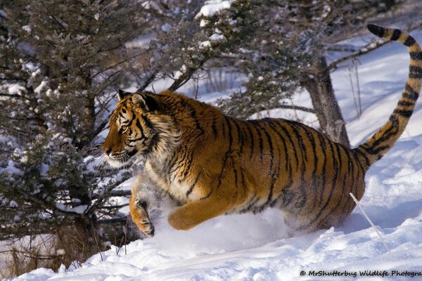 Salto del gatto selvatico in una giornata invernale