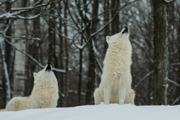 Weiße flauschige Wölfe im Winterwald