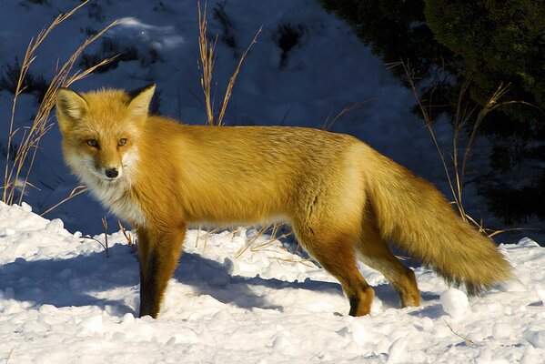 Zorro en la nieve en el bosque de invierno