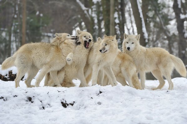 Troupeau de loups sur fond de neige blanche