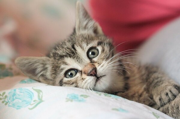 Foto de un lindo gato juguetón