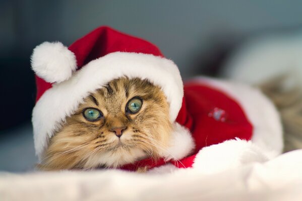 Katze im Weihnachtsmann-Kostüm