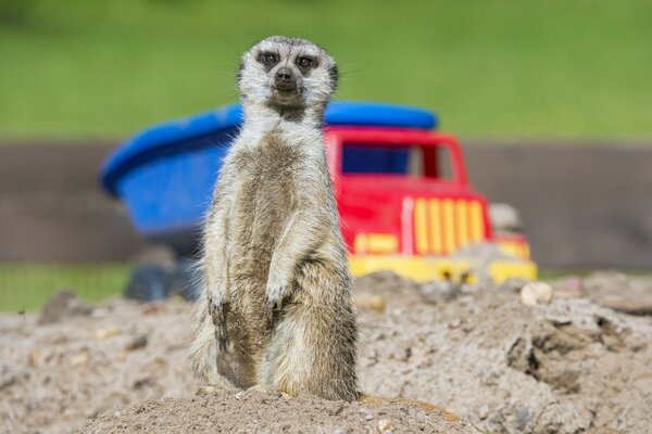 A meerkat stands in a rack on the sand