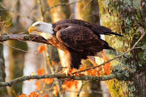 Oiseau de proie assis sur un arbre