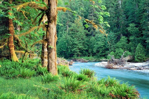 In a beautiful green forest there is a river