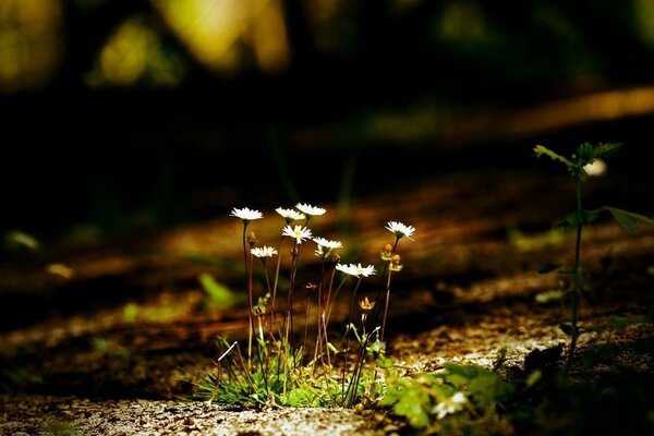 Gänseblümchen mit Lichtstrahlen im dunklen Wald beleuchtet