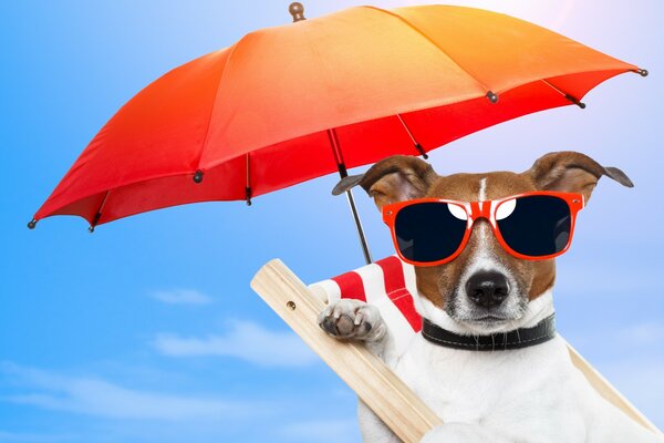 A dog under an umbrella wearing sunglasses