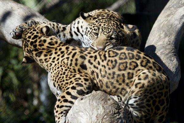 A pair of jaguars bite each other