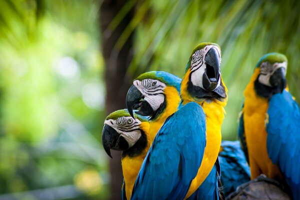 Loros de color amarillo azul