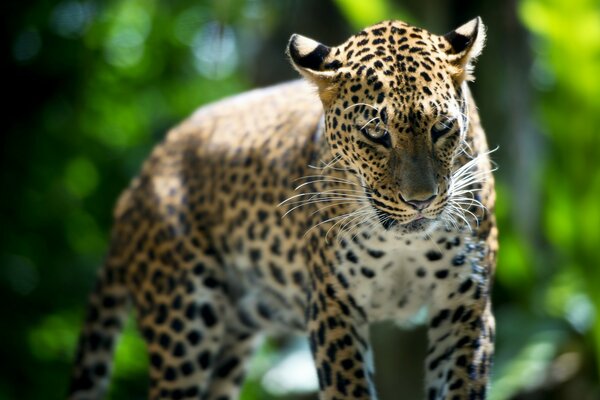 Beautiful cheetah beast on the background