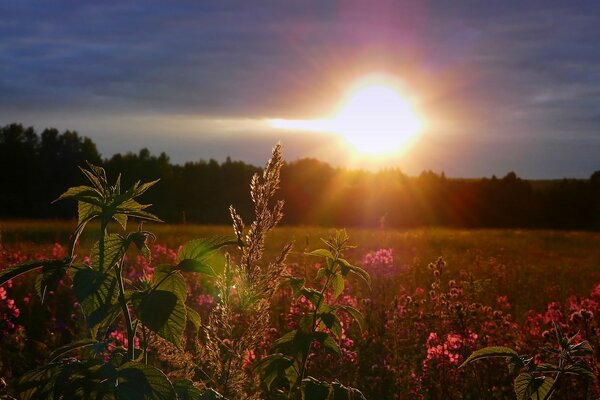 Untergehende Sonne im Feld