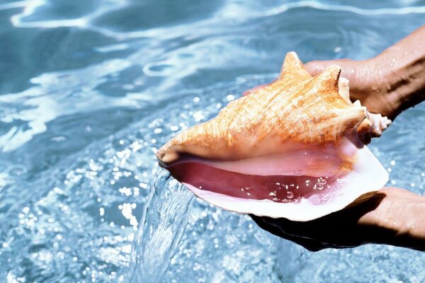 A huge beautiful shell and water