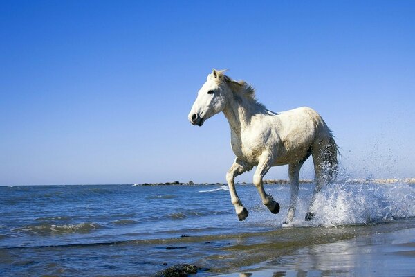 Ein weißes Pferd reitet auf dem Wasser