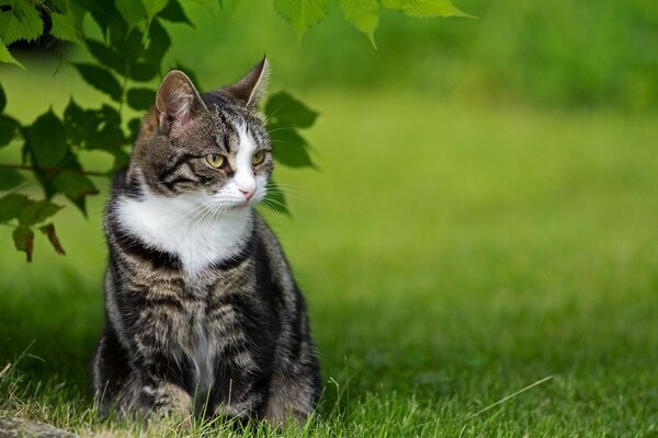 Gestreifte Katze mit weißem Kragen im Gras