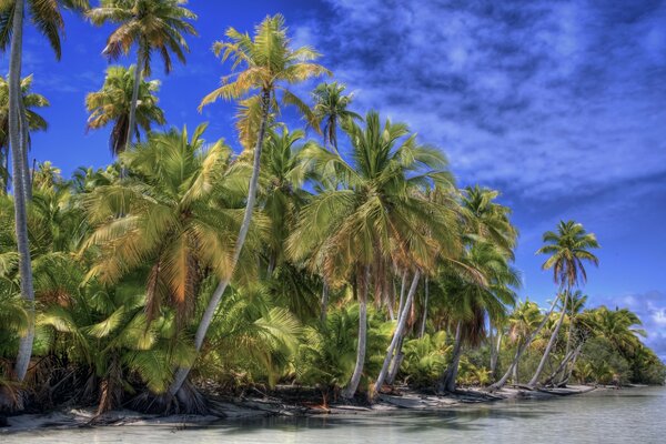 Palm trees on the seashore