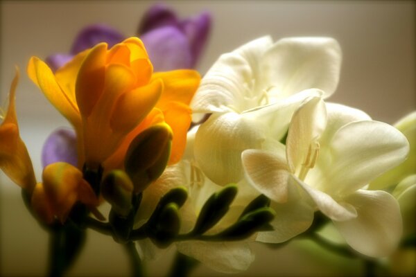 Delicate buds of flowering freesias