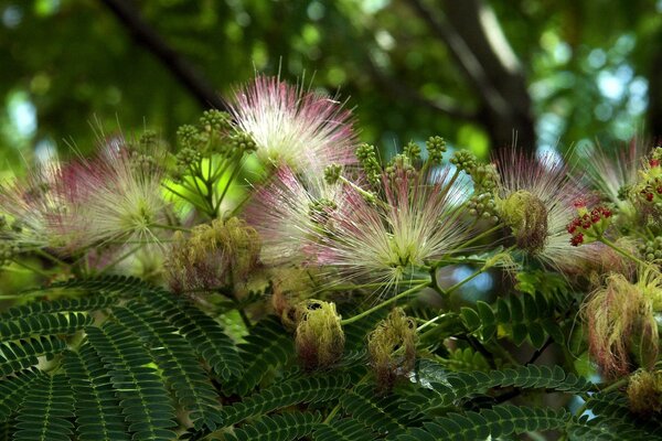 Tropical Green Flower