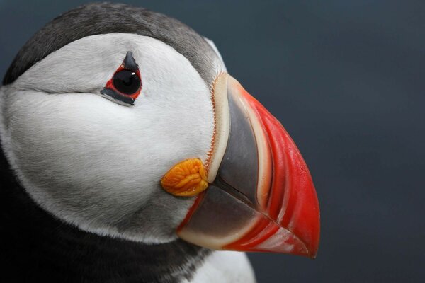 El frailecillo Atlántico es un pájaro inusualmente hermoso