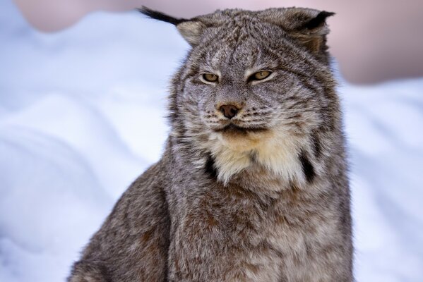 Luchs ist eine schöne Wildkatze