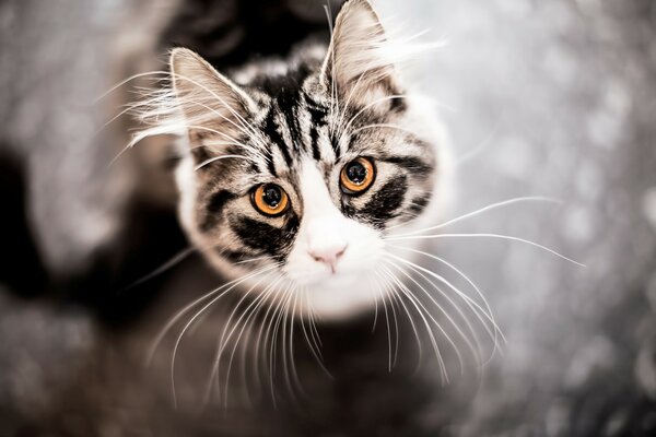 Gatto baffuto che guarda la telecamera