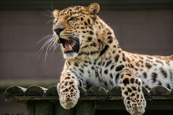 El leopardo de Amur muestra colmillos