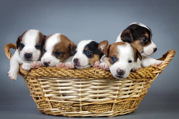 Chiots mignons dans un panier tribal