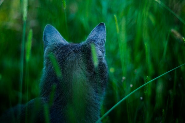 Vista trasera del gato en la hierba