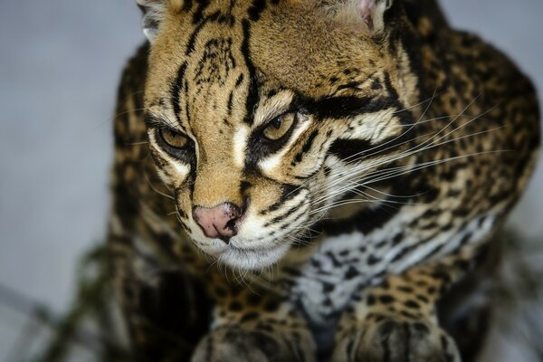 A beautiful cat with a wild look