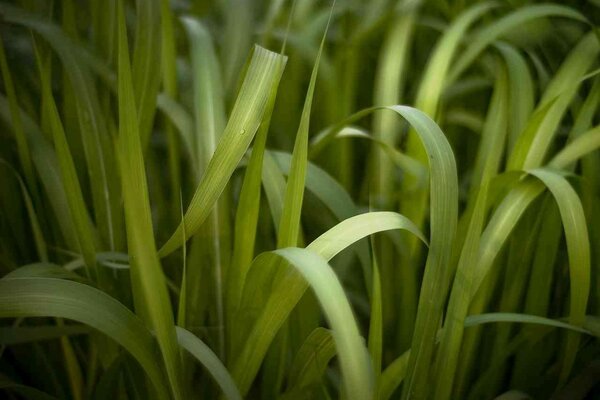 Près vert brins d herbe image