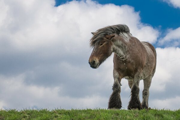 A small horse walks on the prostate