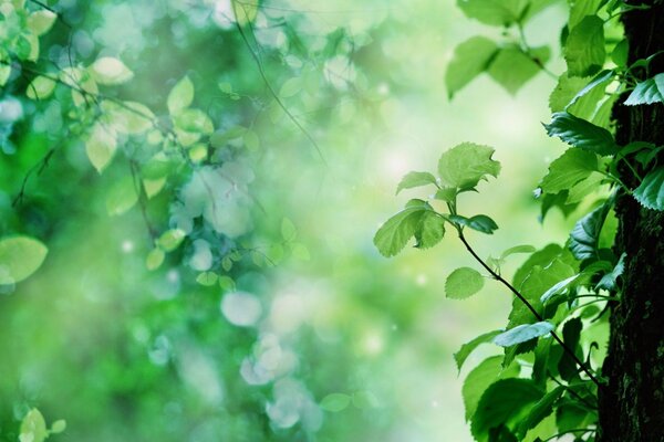 La lumière s infiltre parmi les feuilles vertes de l arbre