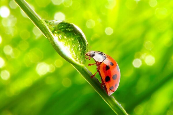 Ladybug drinks from a drop of water on a blade of grass