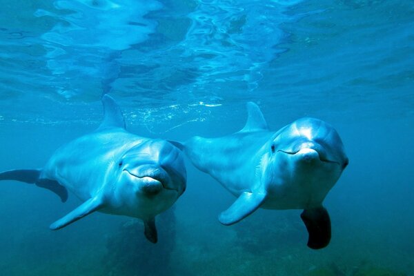 A couple of dolphins under the water