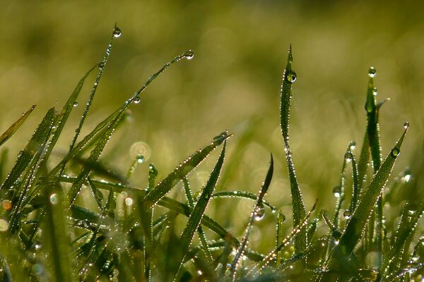 Morgendlicher Sommertau im Gras