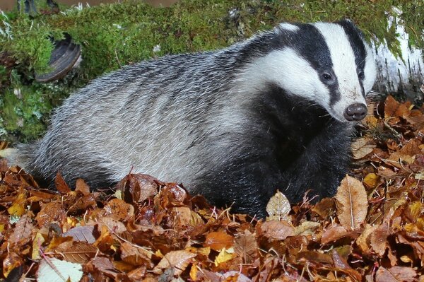 A fat badger in orange foliage