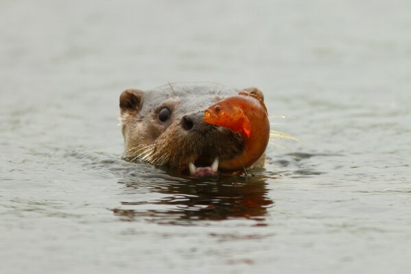 Image of an otter with a fish in its teeth