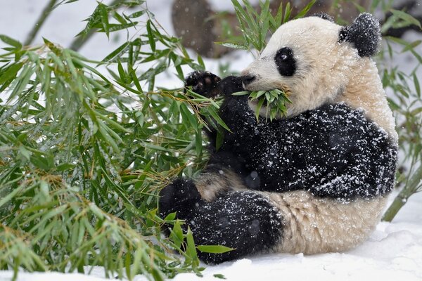 Même en hiver, le Panda préfère le bambou