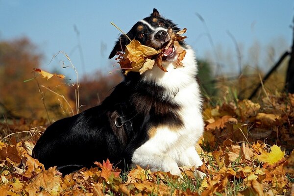 Chien jouant avec les feuilles tombées